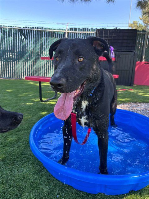 GIDEON - German Shepherd Dog available for adoption