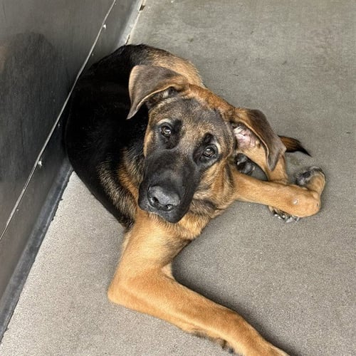 NORMAN - German Shepherd Dog available for adoption
