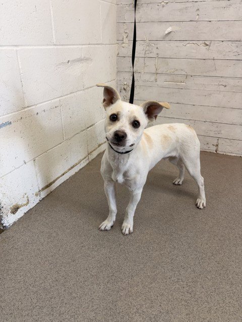 SULLY - Chihuahua / Pit Bull Terrier available for adoption