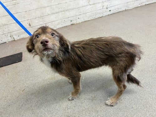 BUBBLES - Border Terrier available for adoption
