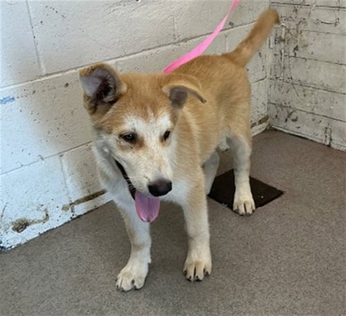 GORDO - Siberian Husky / German Shepherd Dog available for adoption
