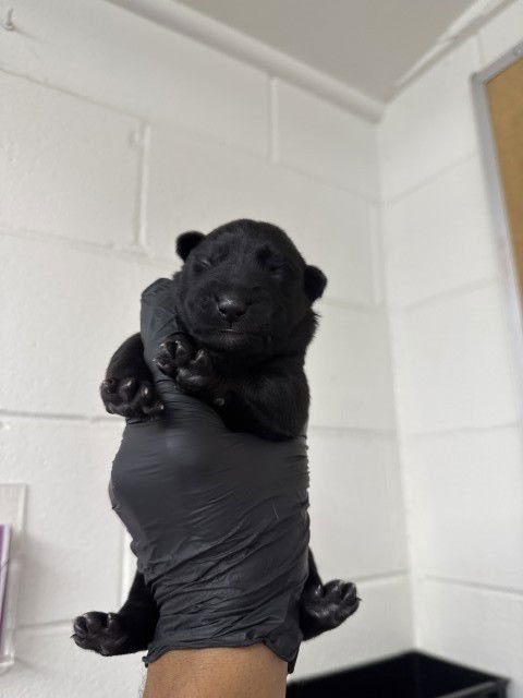 VIOLET - Belgian Shepherd Malinois available for adoption