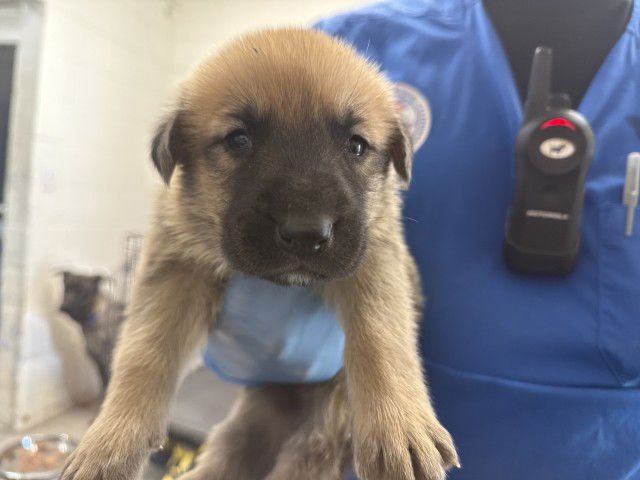 A589967 - Dutch Shepherd available for adoption