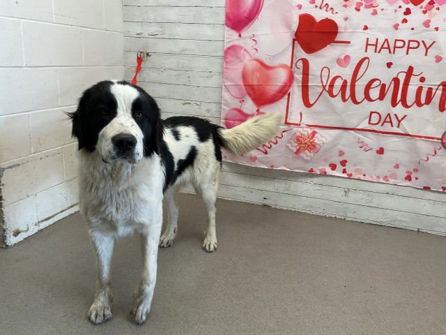 BANJO - Saint Bernard / Border Collie available for adoption