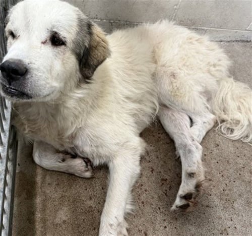 OLAF - Great Pyrenees available for adoption