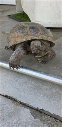 FRANKLIN - Tortoise available for adoption