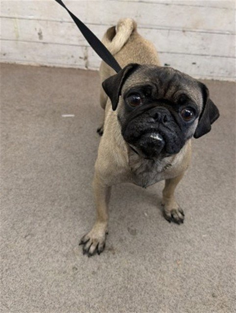 TACO BELLE - Pug available for adoption