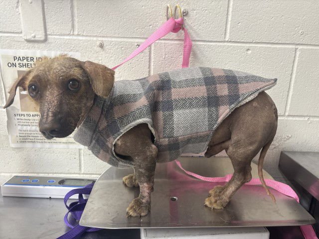 RUFUS - Mexican Hairless available for adoption