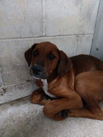 BENJI - Bloodhound available for adoption