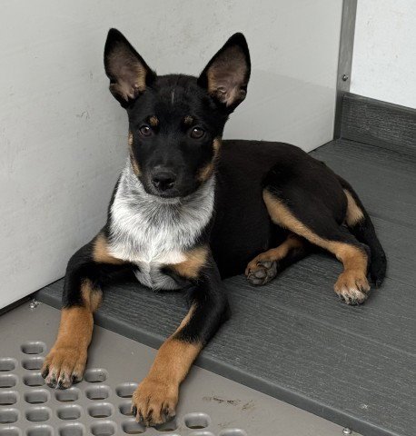 DANNI BOY - Queensland Heeler available for adoption