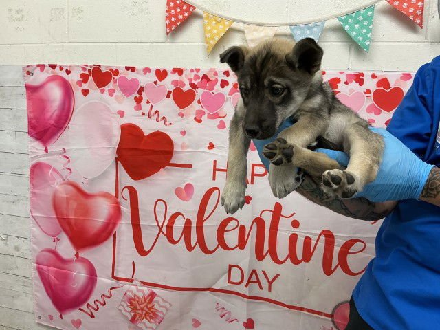 SHEEBA - German Shepherd Dog available for adoption