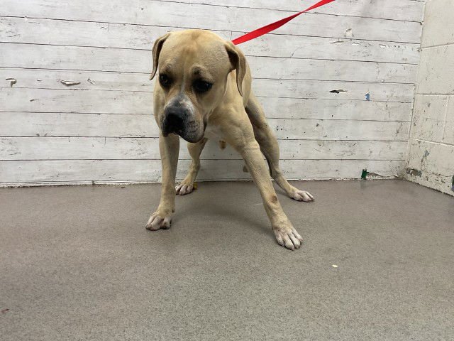 BRUNO - Boxer / Pit Bull Terrier available for adoption