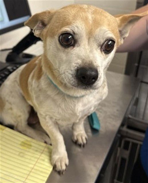 BELLE - Chihuahua available for adoption