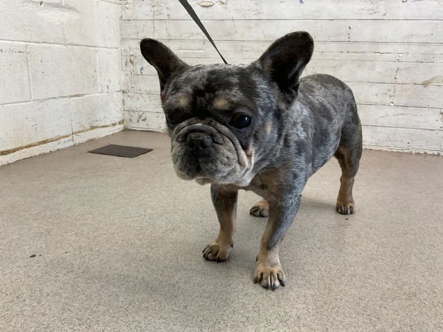 MOOSE - French Bulldog available for adoption