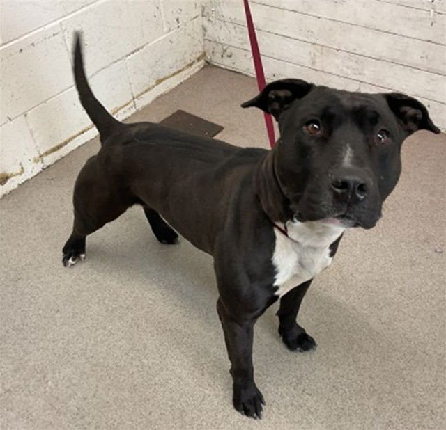 XAVIER - Pit Bull Terrier available for adoption