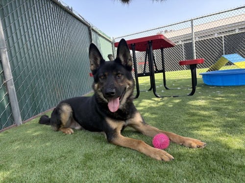 OSO - German Shepherd Dog available for adoption
