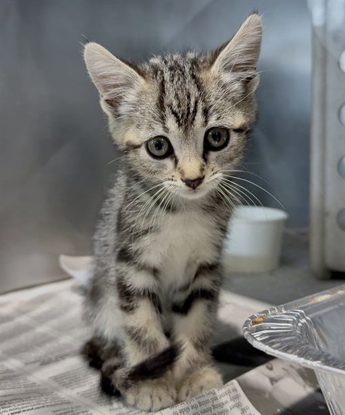 ALLIE - Domestic Short Hair available for adoption