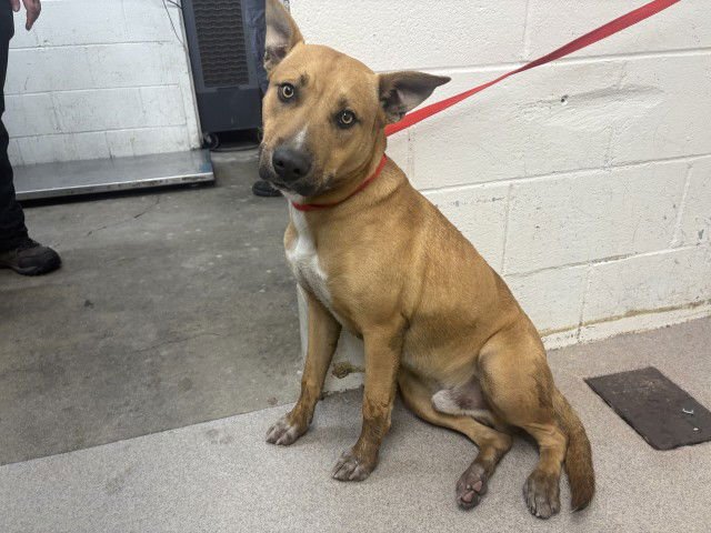 JORGE - Pit Bull Terrier available for adoption