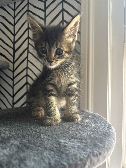 MR. MEOWGI - Domestic Short Hair available for adoption