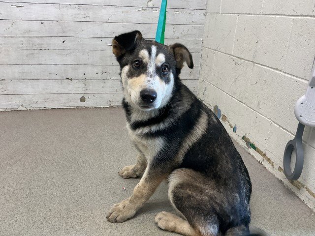 COOKIES N CREAM - Siberian Husky available for adoption
