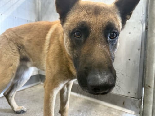 MAGNUS - Belgian Shepherd Malinois available for adoption