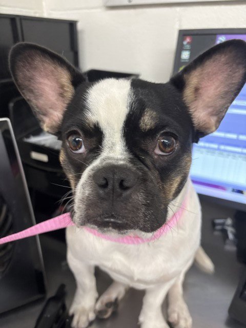 RHEA - French Bulldog available for adoption