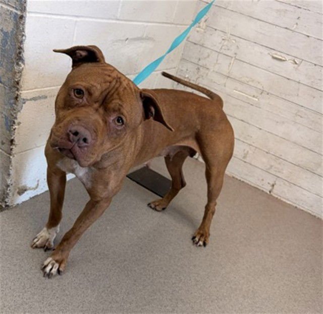 CHEETO - Pit Bull Terrier available for adoption