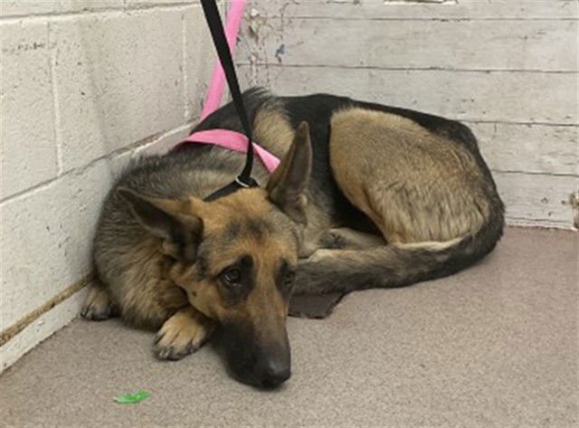 FAITH - German Shepherd Dog available for adoption