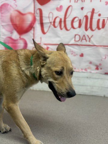 LUCY - German Shepherd Dog available for adoption