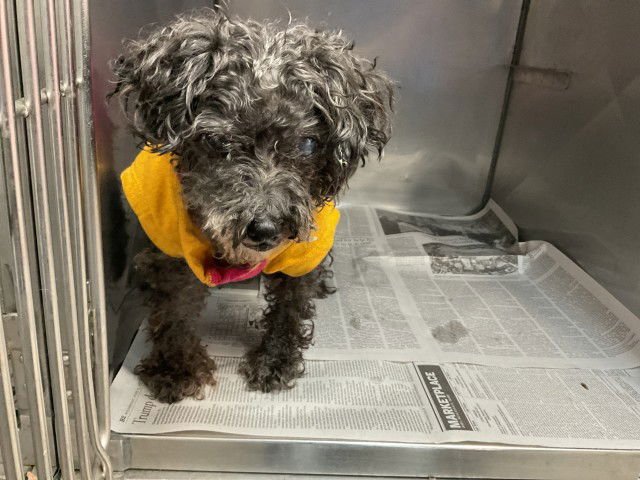 PEPPA - Poodle (Miniature) available for adoption