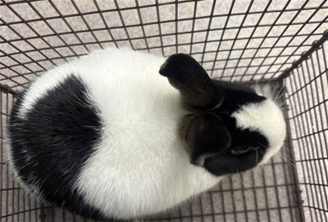 DOMINO - Shorthaired Rabbit available for adoption