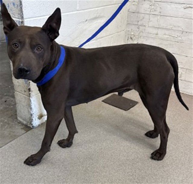 BROOKIE - Pit Bull Terrier available for adoption