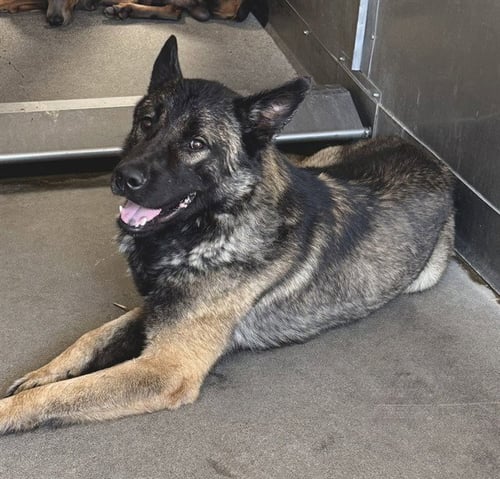 DANI BOY - German Shepherd Dog / Akita available for adoption