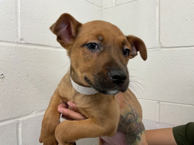 EMERALD - German Shepherd Dog available for adoption