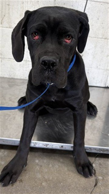 NOCHE - Mastiff available for adoption