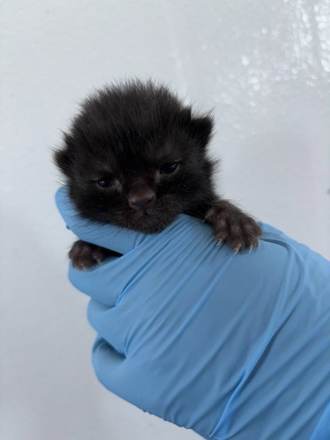 A596401 - Domestic Short Hair available for adoption
