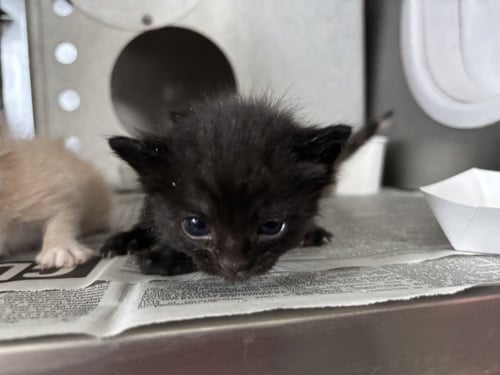 A596401 - Domestic Short Hair available for adoption