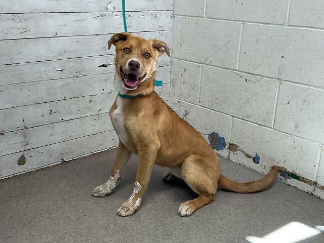 KIKI - German Shepherd Dog available for adoption