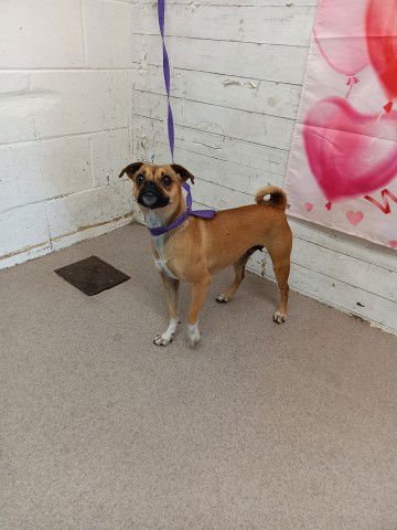 MOLLY - Chihuahua / Pug available for adoption