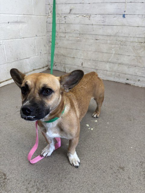 TIANA - Cardigan Welsh Corgi available for adoption