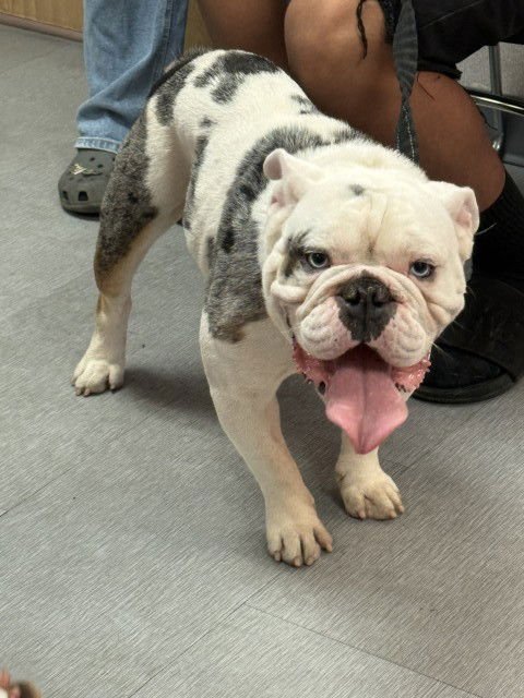 BLUEY - Bulldog available for adoption