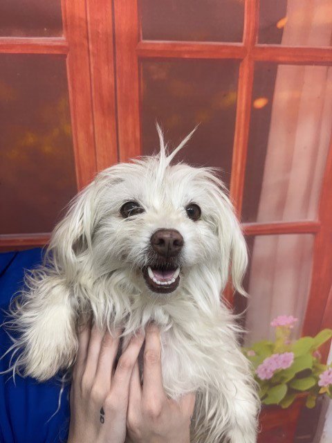 GEMMA - Maltese available for adoption