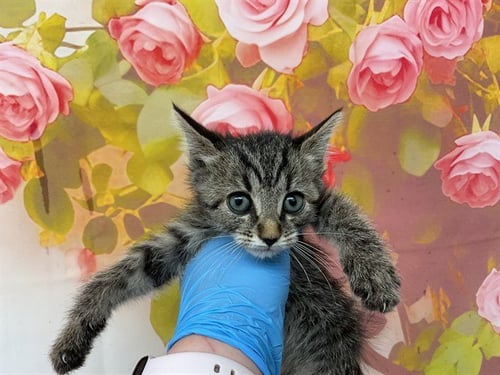 KAYLA - Domestic Short Hair available for adoption