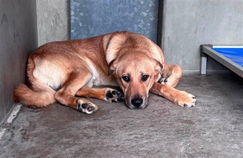 CAPTAIN - German Shepherd Dog available for adoption