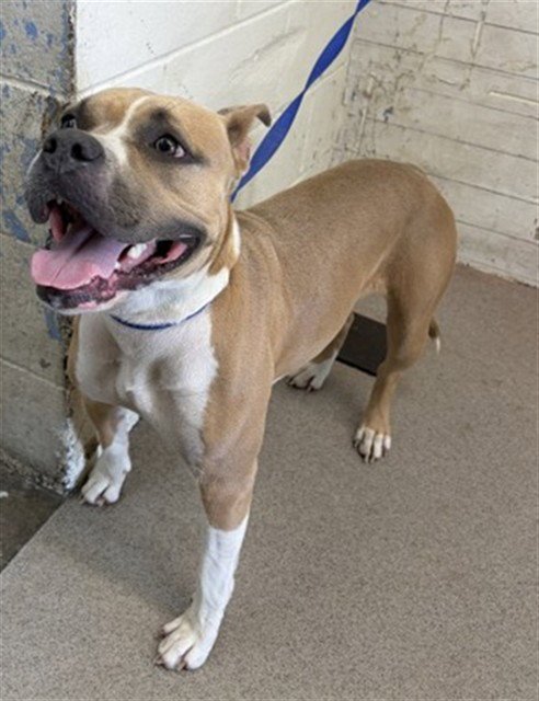 TRIXIE - Pit Bull Terrier available for adoption