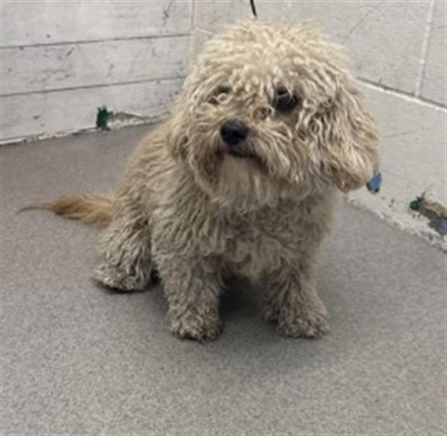 RAZMATAZ - Maltese / Poodle (Toy) available for adoption