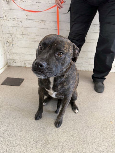 DOJA - Pit Bull Terrier available for adoption