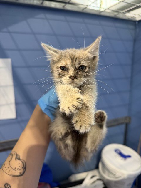 KELLIE - Domestic Short Hair available for adoption
