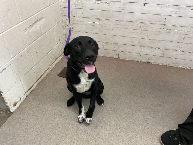 SPIKE - Labrador Retriever available for adoption