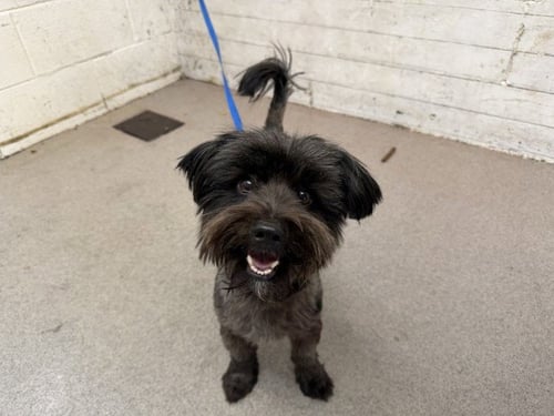 SHADOW - Terrier available for adoption